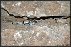 Lampropeltis alterna