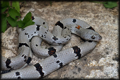 Lampropeltis alterna