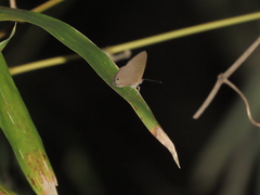 Jamides bochus formosanus