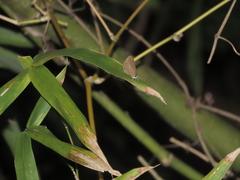Jamides bochus formosanus