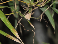 Jamides bochus formosanus