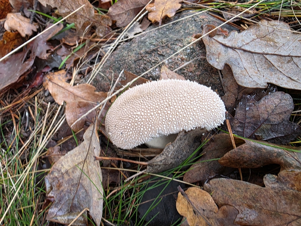 Lycoperdon perlatum · November 2025 · photo: © hanna5 (iNaturalist, cc-by)