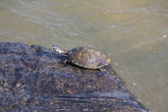 Phrynops williamsi