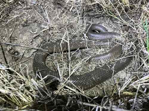 Eastern Brown Snake sighting