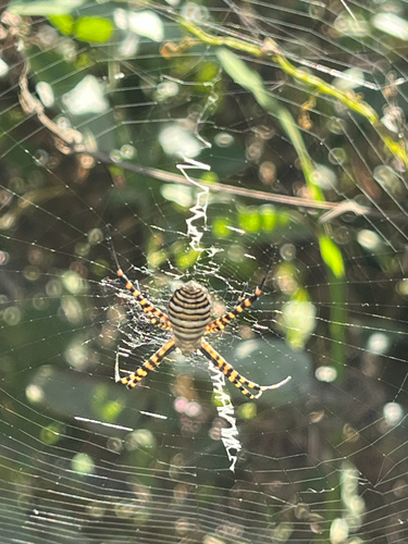 Banded Garden Spider