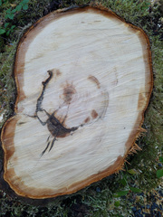 Cupressus nootkatensis