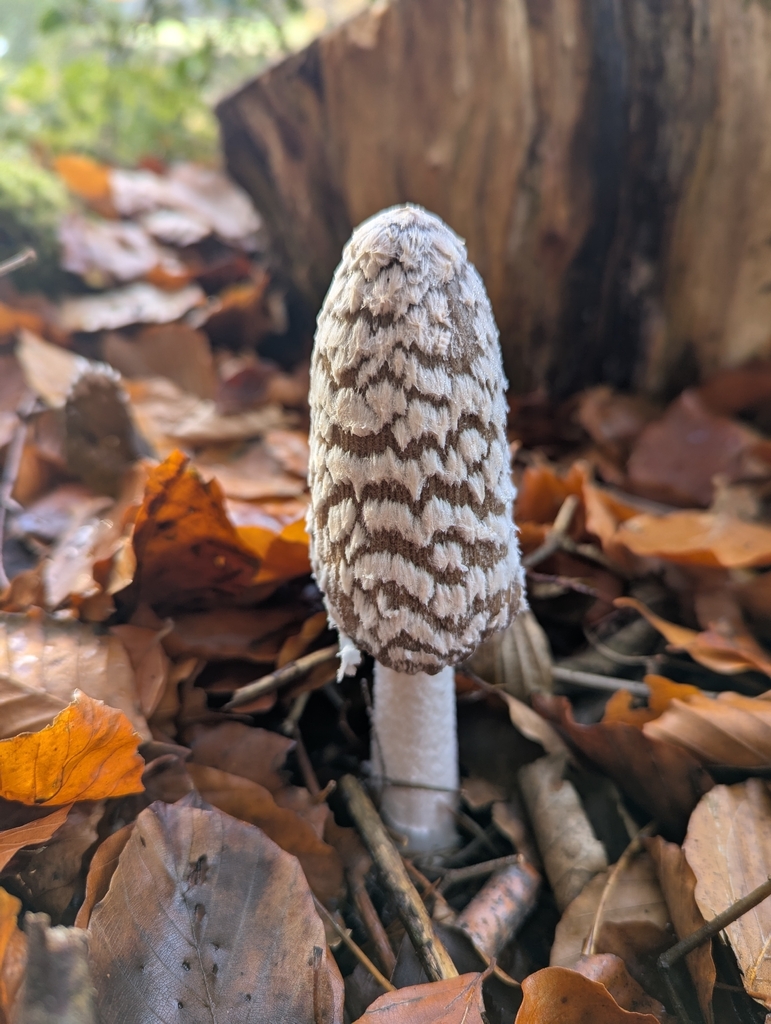 Coprinopsis picacea · November 2025 · photo: © sarahcrowdersplants (iNaturalist, cc0)