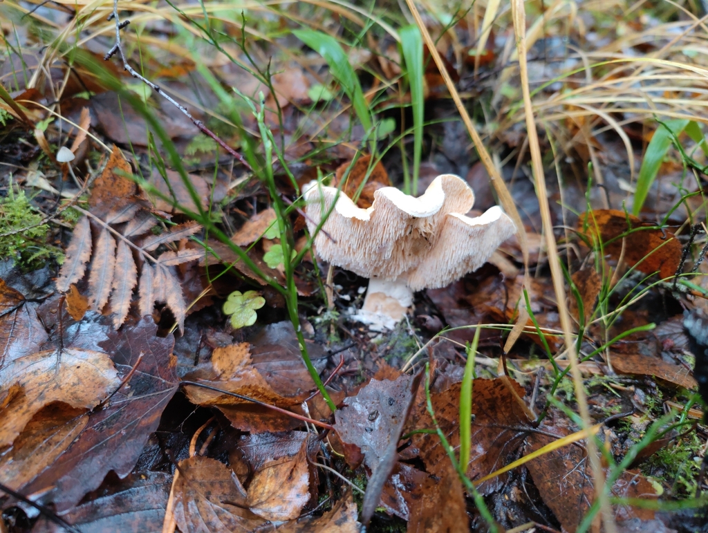 Hydnum repandum · November 2025 · photo: © avsdov (iNaturalist, cc-by-sa)