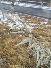 Elaeagnaceae