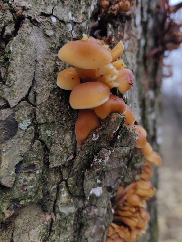 Flammulina · November 2025 · photo: © subeditor (iNaturalist, cc-by)