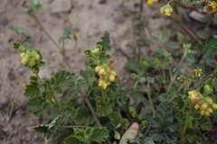 Hermannia conglomerata