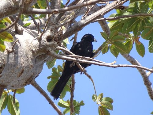 White-billed Buffalo-Weaver