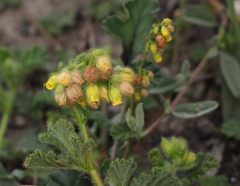 Hermannia conglomerata