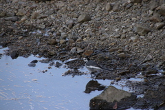 Motacilla alba lugens