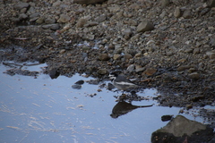 Motacilla alba lugens