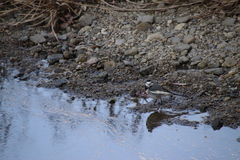 Motacilla alba lugens