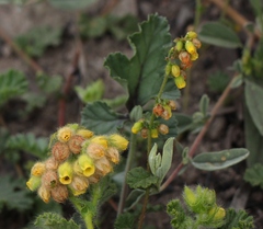 Hermannia conglomerata