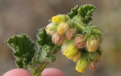 Hermannia conglomerata