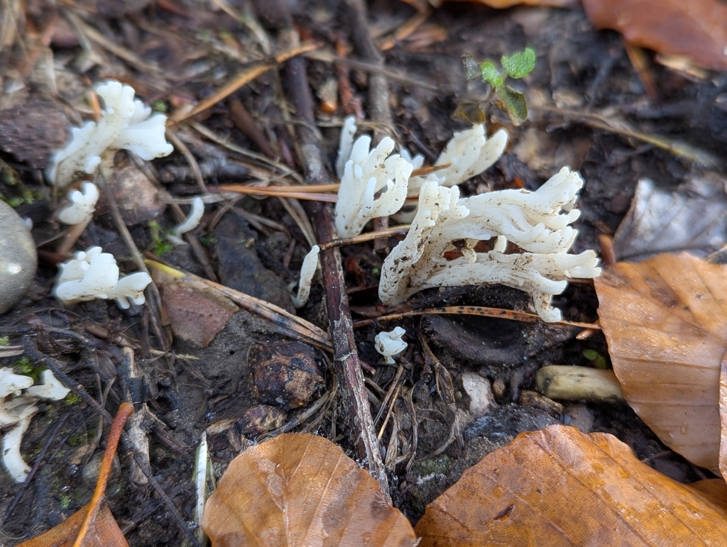 Clavulina rugosa · November 2025 · photo: © sarahcrowdersplants (iNaturalist, cc0)