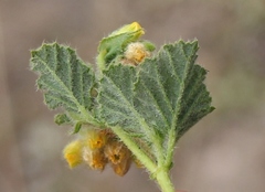 Hermannia conglomerata
