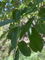 Ficus burkei