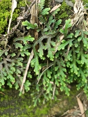 Selaginella repanda