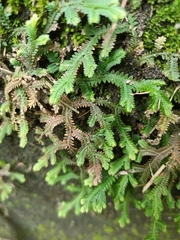 Selaginella repanda