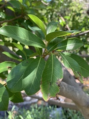 Ficus burkei