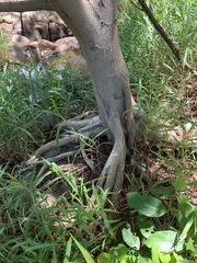 Ficus burkei