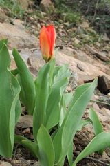 Tulipa ivasczenkoae
