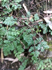 Cheilanthes chusana