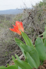 Tulipa ivasczenkoae