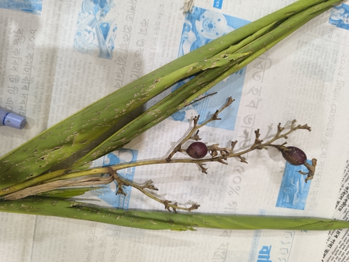 Alpinia nigra iNat (2)
