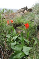 Tulipa ivasczenkoae