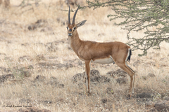 Gazella bennettii