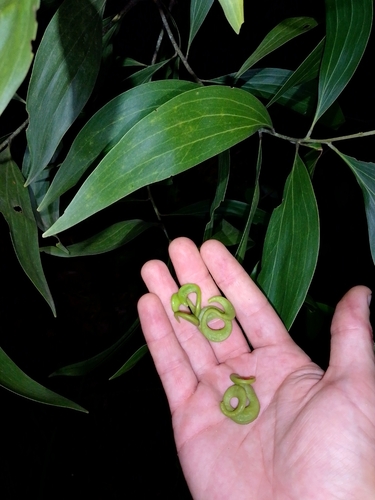 Big-leaved Acacia