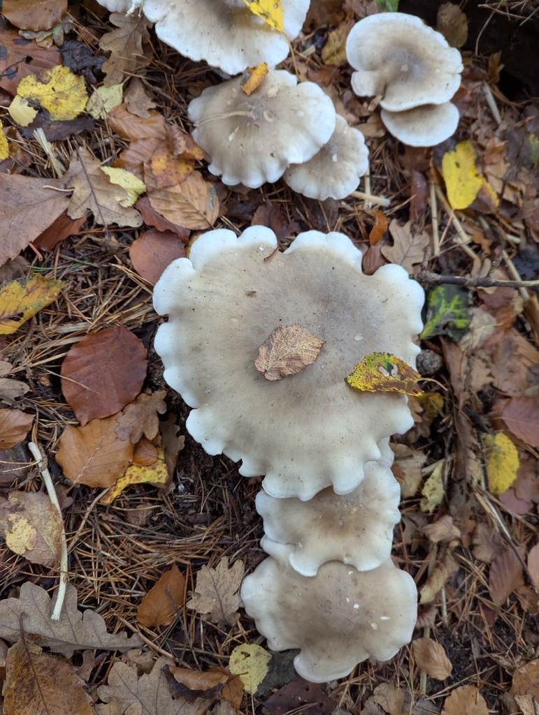 Clitocybe nebularis · November 2025 · photo: © sarahcrowdersplants (iNaturalist, cc0)