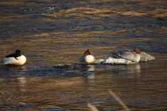 Mergus merganser