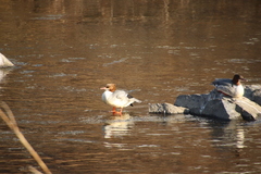 Mergus merganser