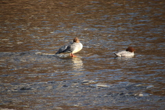 Mergus merganser