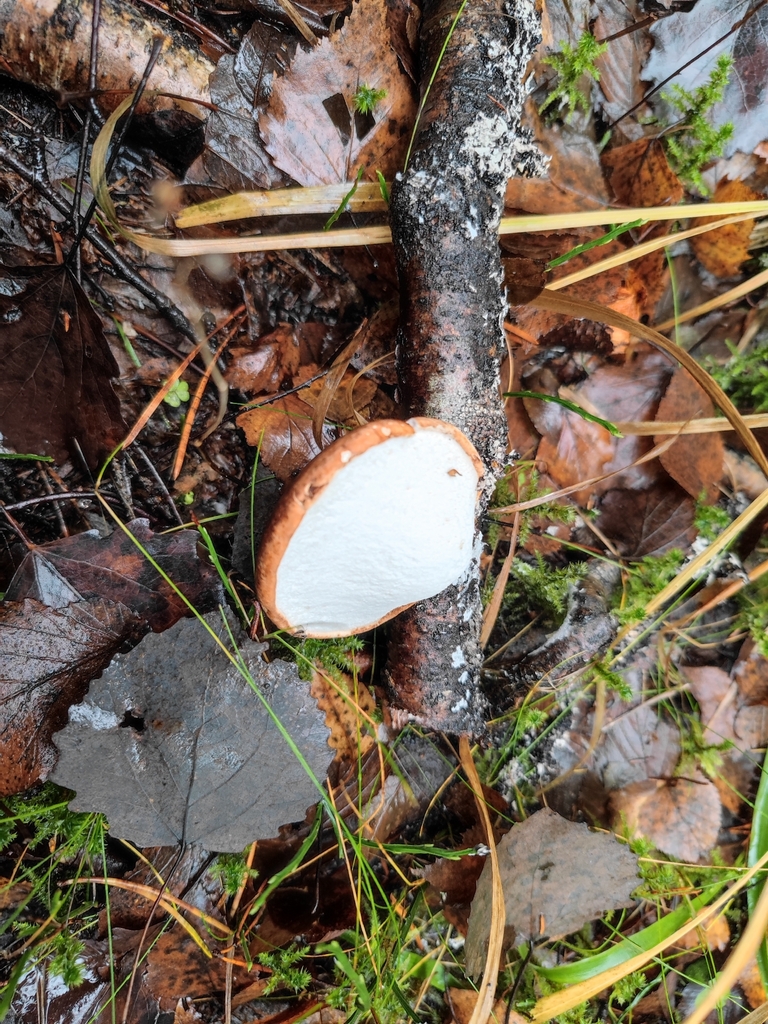 Fomitopsis betulina · November 2025 · photo: © avsdov (iNaturalist, cc-by-sa)