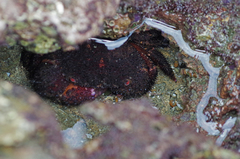 Eriphides hispida