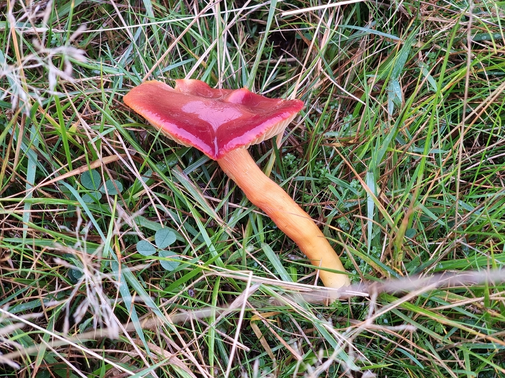 Hygrocybe punicea · November 2025 · photo: © james_ferns_etc (iNaturalist, cc-by-nc)