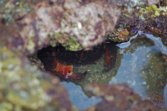 Eriphides hispida