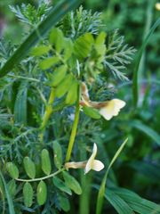 Vicia hybrida