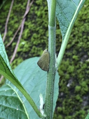 Ricania sublimata
