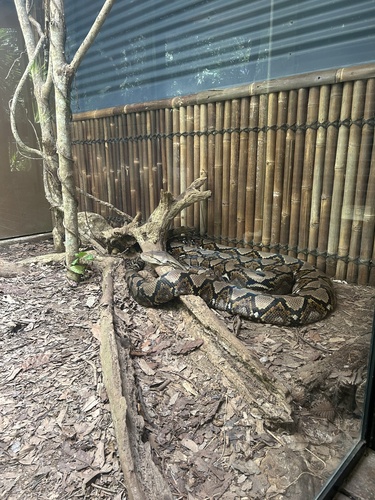 Reticulated Python sighting