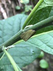 Ricania sublimata
