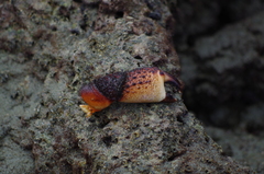 Eriphides hispida