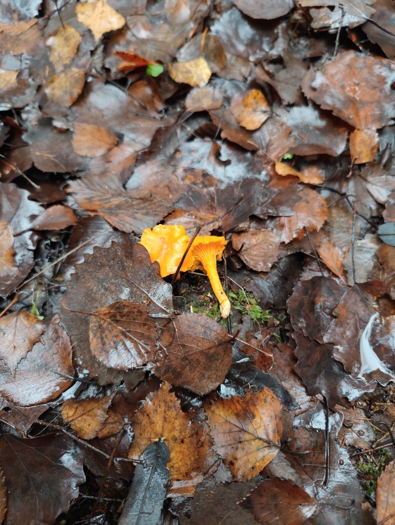 Cantharellus cibarius · November 2025 · photo: © avsdov (iNaturalist, cc-by-sa)